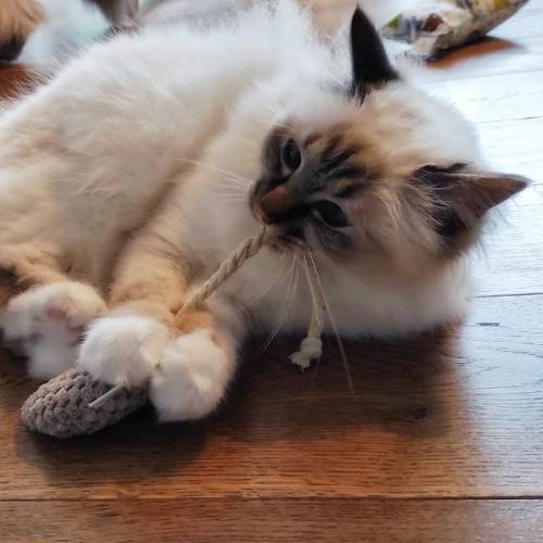 Katzenspielzeug, Baldriankissen, robust, Spielmaus aus Waffelvelours, Spielkissen, Schmusekissen für Katzen