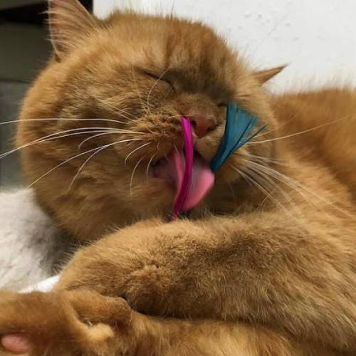 Katzenspielzeug Spielmaus "Feathers" | Federn Katzen