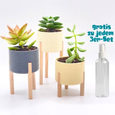 3er-Set Sukkulente und Kaktus Pflanztopf, Blumentopf auf Stelzen mit Strukturoberfläche in über 50 Farben