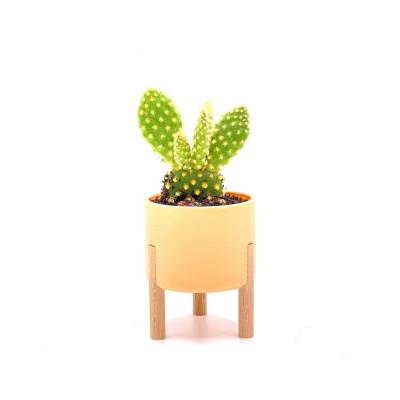 Sukkulente und Kaktus Pflanztopf, Blumentopf auf Stelzen in über 50 Farben