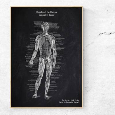 The Muscles No. 1 - Patent-Style - Anatomie-Poster