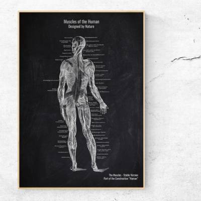 The Muscles No. 2 - Patent-Style - Anatomie Poster