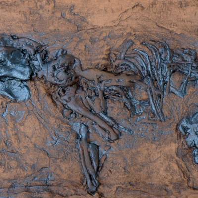 Fossil eines Urpferdchen Replik in Museums Qualität. Tierfossilien Messel Pferd Säugetiere