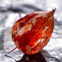 Physalis Fotografie Kunstdruck Hahnemühle FineArt Baryta 20x20cm