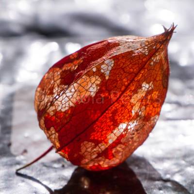 Physalis Fotografie Kunstdruck Hahnemühle FineArt Baryta 20x20cm