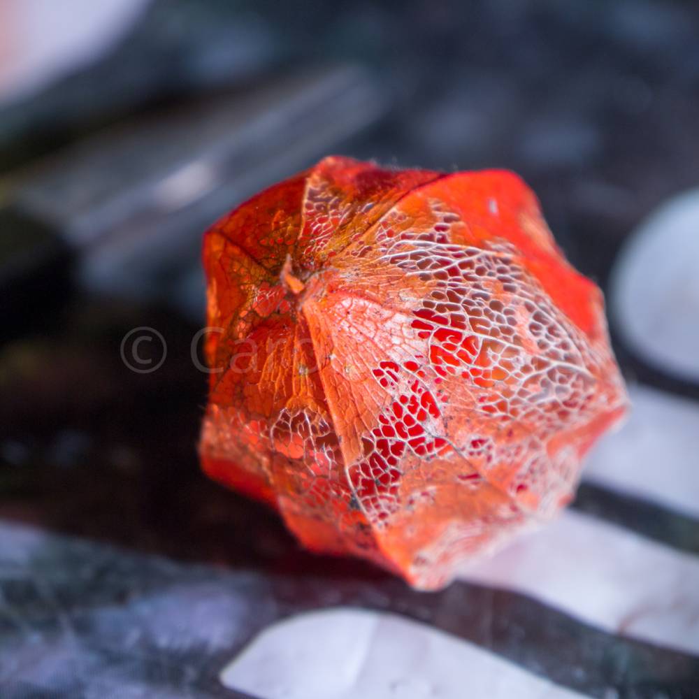 Physalis Fotografie Kunstdruck Hahnemühle FineArt Baryta 20x20cm Bild 3