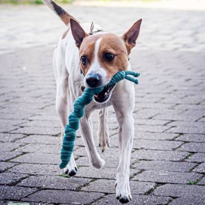 Hundespielzeug - Nacktschnecke Finchen - Apportierspielzeug