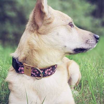 Hundehalsband oder Hundegeschirr SAKURA, mit Kirschblüten, Kork