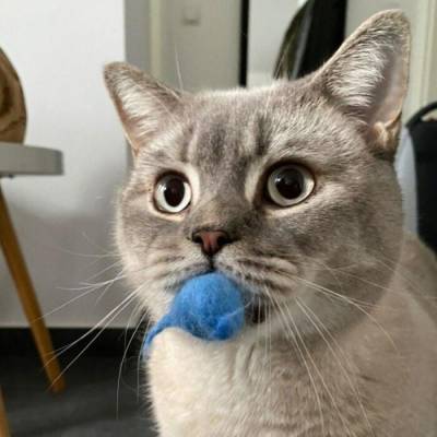 Bunte & unifarbene Filzmäuse für Katzen