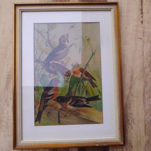 Gouache Antik Vogel  Vögel