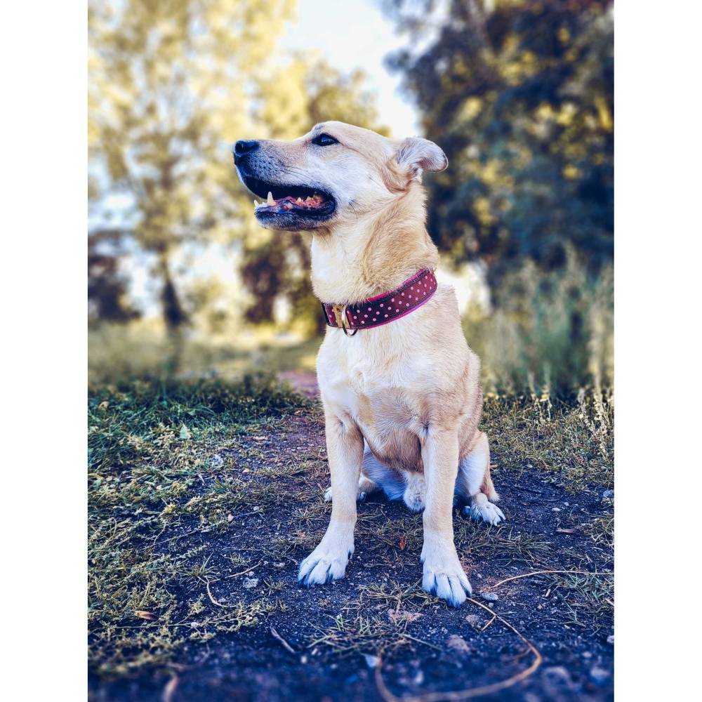 Hundehalsband oder Hundegeschirr PINK DOT, Punkte