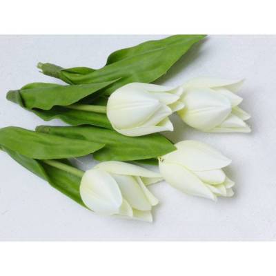 Tulpe-4-er weiß 