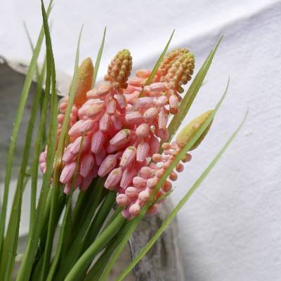 Muscari-Traubenhyazinthe 5er rosa