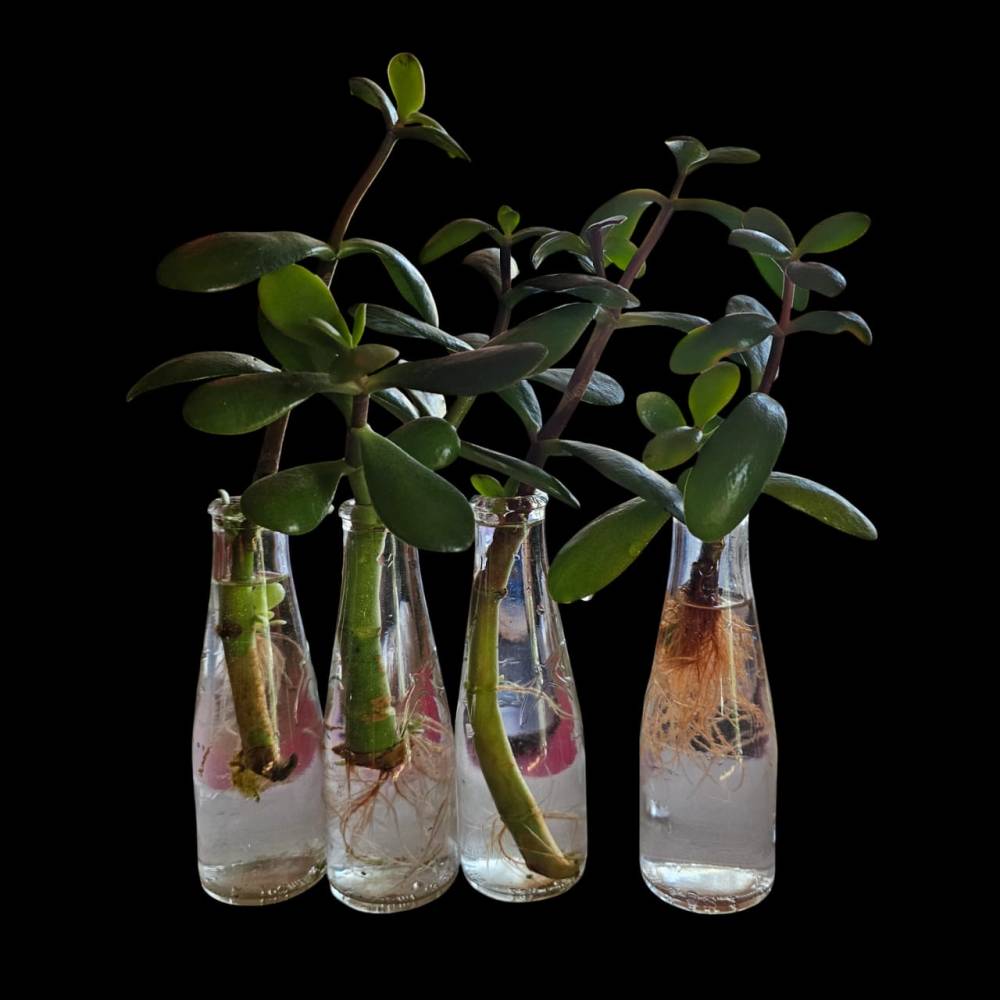 Geldbaum (Crassula Ovata) Ableger mit oder ohne Wurzeln  Glcksbaum fr  dein Zuhause