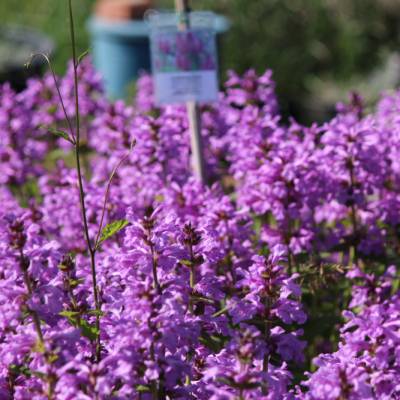 Saatgut: Großblütiger Ziest (Betonica macrantha)
