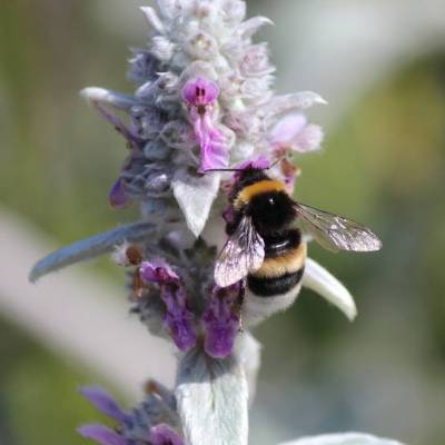 Saatgut: Wollziest (Stachys byzantina)