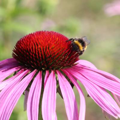 Saatgut: Purpur-Sonnenhut (Echinacea purpurea)