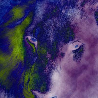 Digitales Hintergrundbild - Löwe- JPG