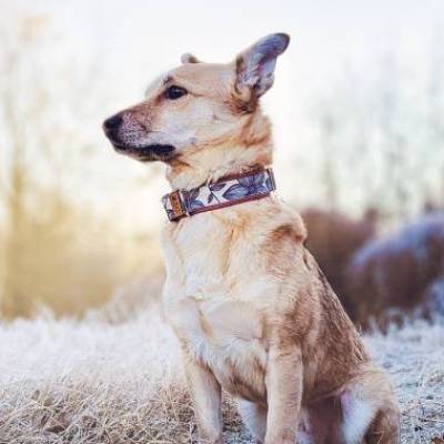 Hundehalsband oder Hundegeschirr BLUE BLOSSOM