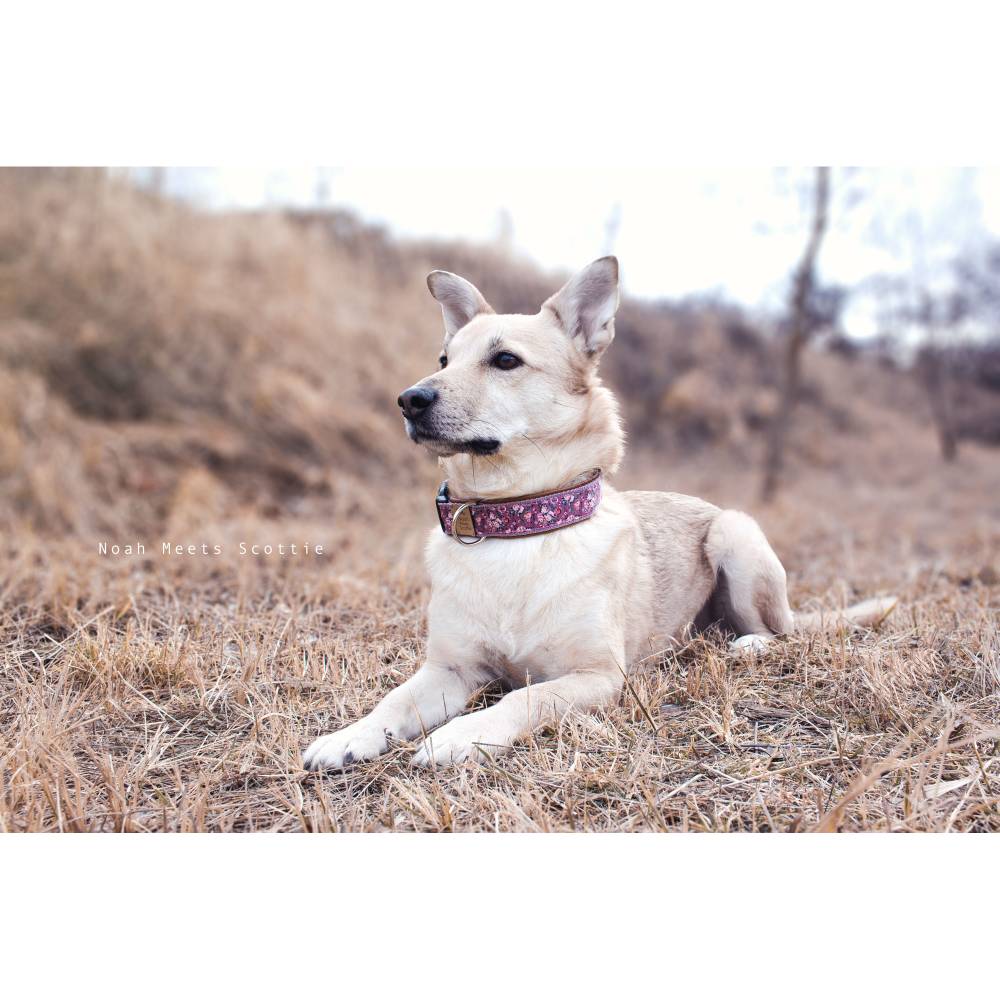Hundehalsband oder Hundegeschirr ROSA