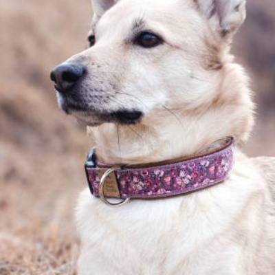 Hundehalsband oder Hundegeschirr ROSA