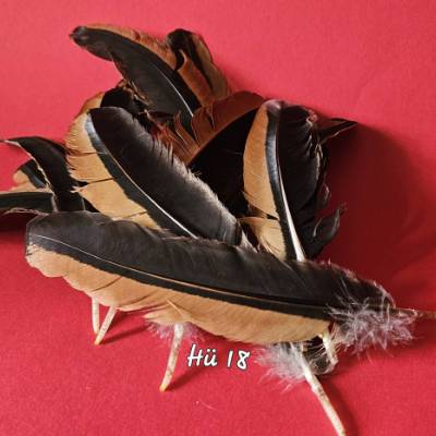 Gockel-Federn,  HÜ 18 (schwarz/braun)