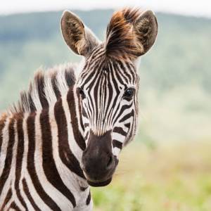 StickZebra